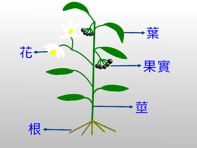 植物的構造