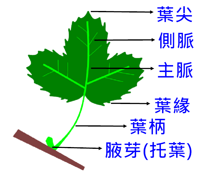 葉的構造圖